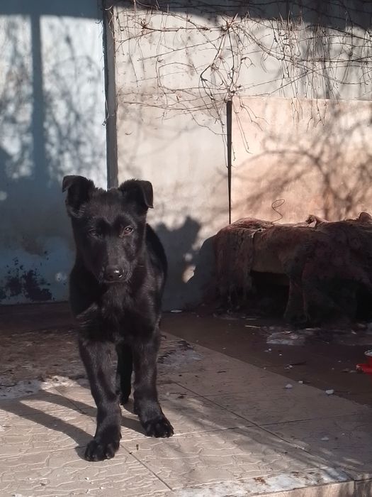 Щенок черной немецкой овчарки