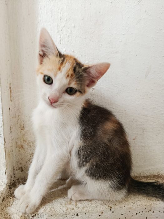 Gatinha  bebé para adoção