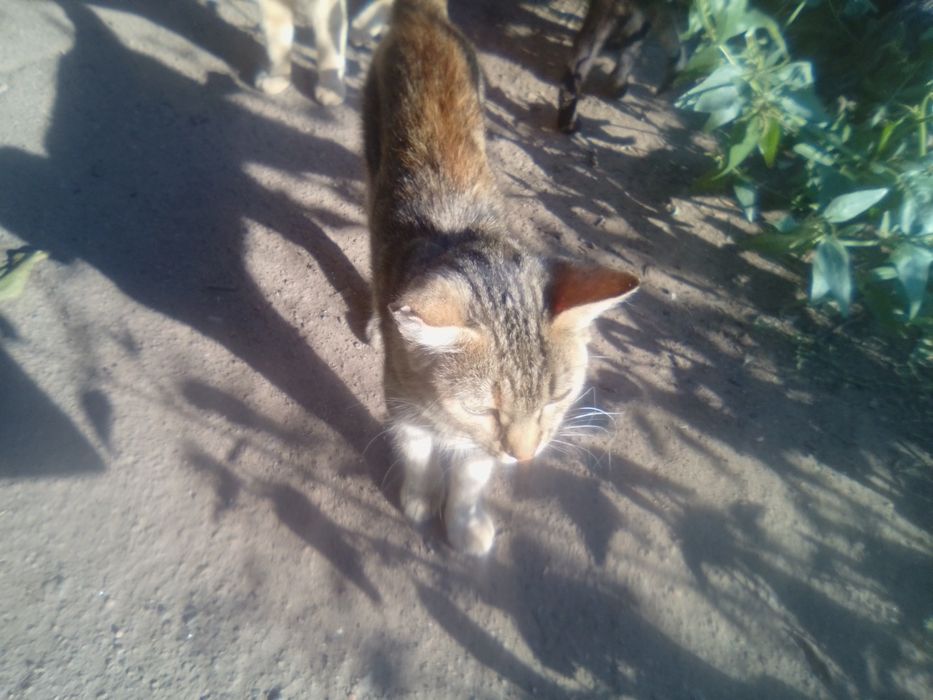 Пропала Кішка місто Дружківка винагорода за знаходження