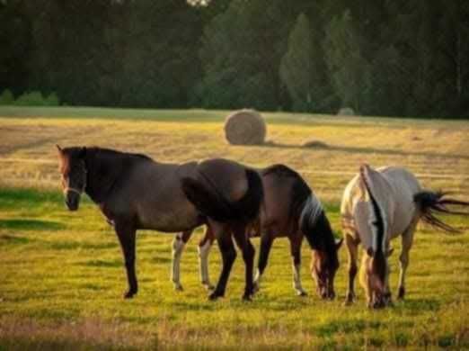 Wałach Huculski Cytryn