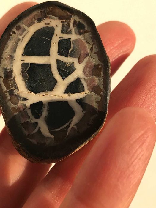 Скам"янілості ортоцерасс,амоніт,септарія,брахіопода,трилобіт