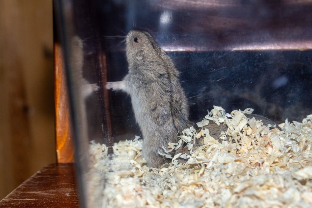 Sprzedam młode Lemingi stepowe