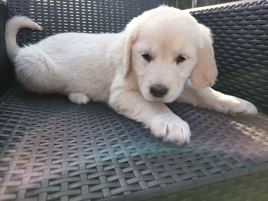 Golden retriever suczka