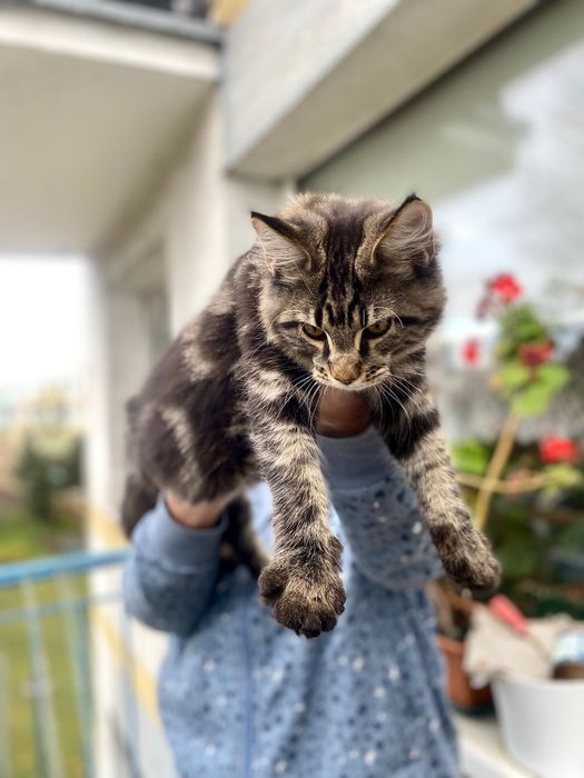 Maine Coon piękny kocurek