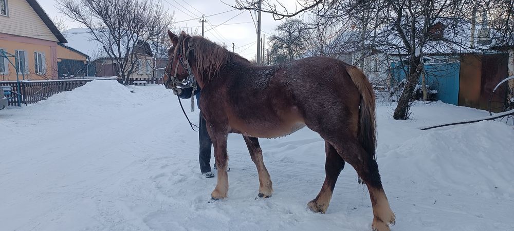 Продажа лошадей г Путивль