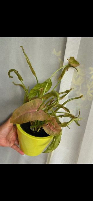 Syngonium 'Neon Robusta' Zroślicha