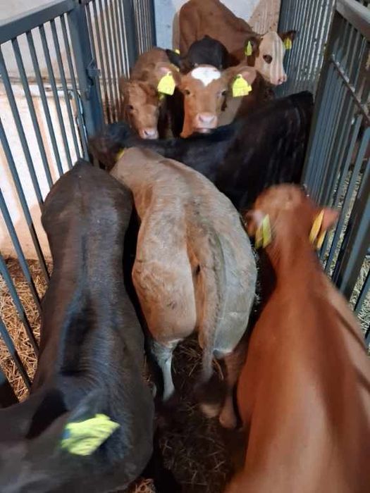 Byczki I jałówki Polskie mięsnych ras