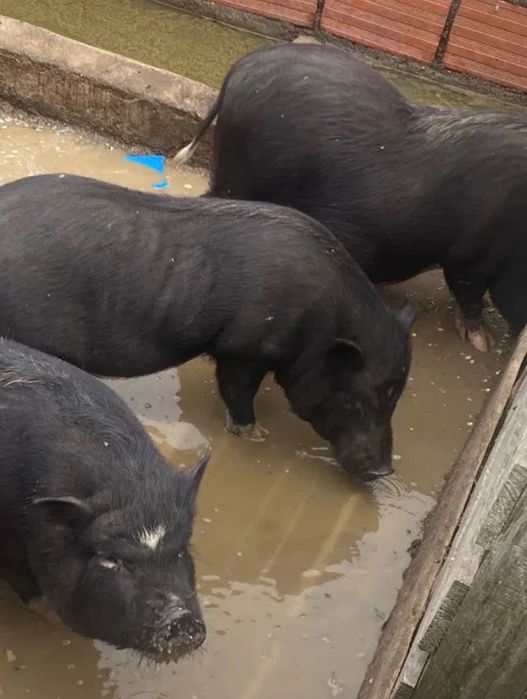 Porcos vietamitas ( para dar )