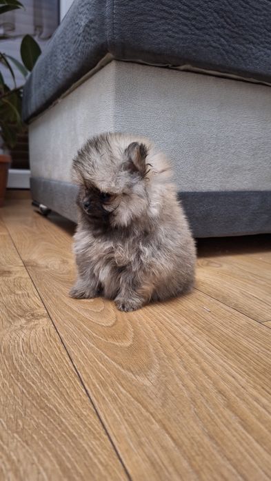 Szpic miniaturowy Pomeranian