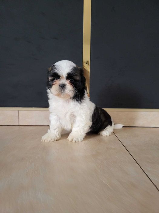 Szczeniak Shih-tzu suczka