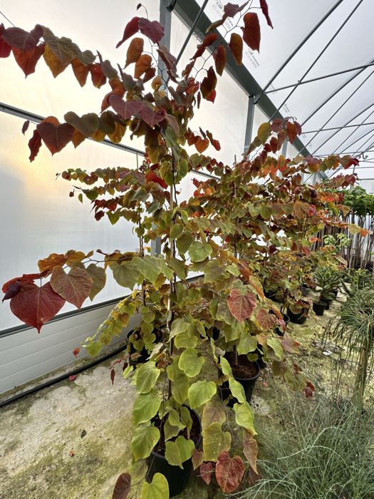 Cercis 'Eternal Flame' Judaszowiec