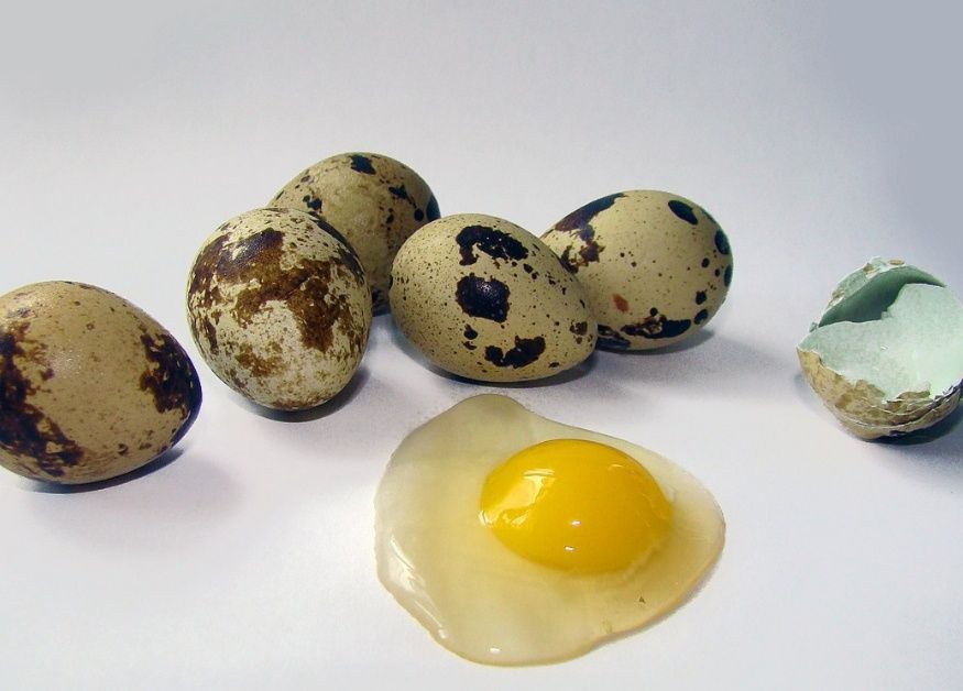 Продам яйца перепелині