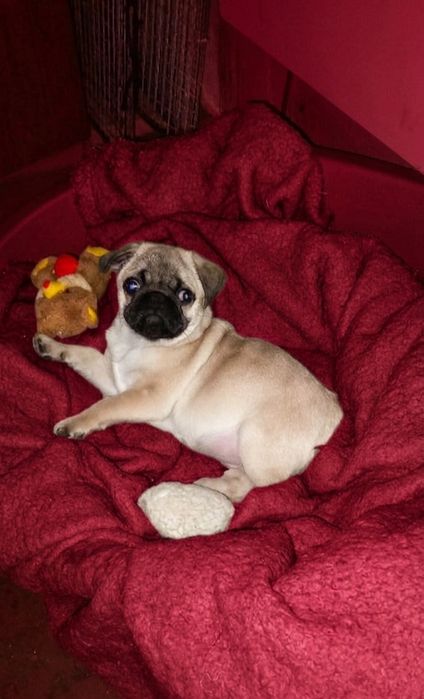 Чудовий малюк мопсік