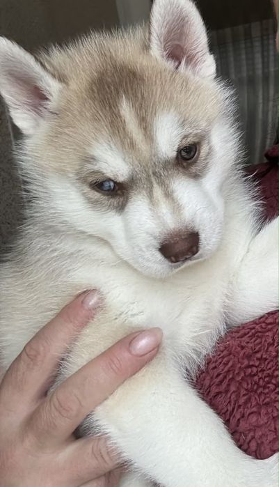 Щенок сибирской хаски