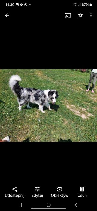 Border Collie zaginął