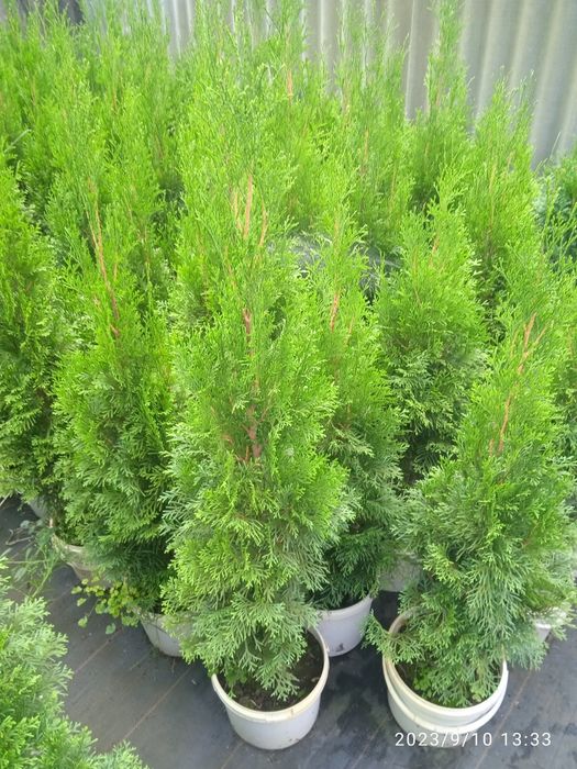 Туя западная Смарагд