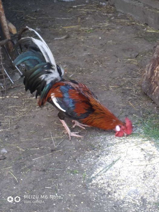 Продам карликового півня