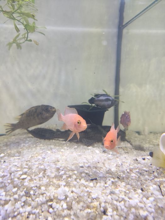 Ciclidio Aulonocara pink