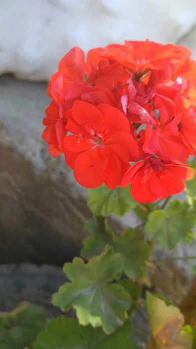 Пеларгонія багато сортів