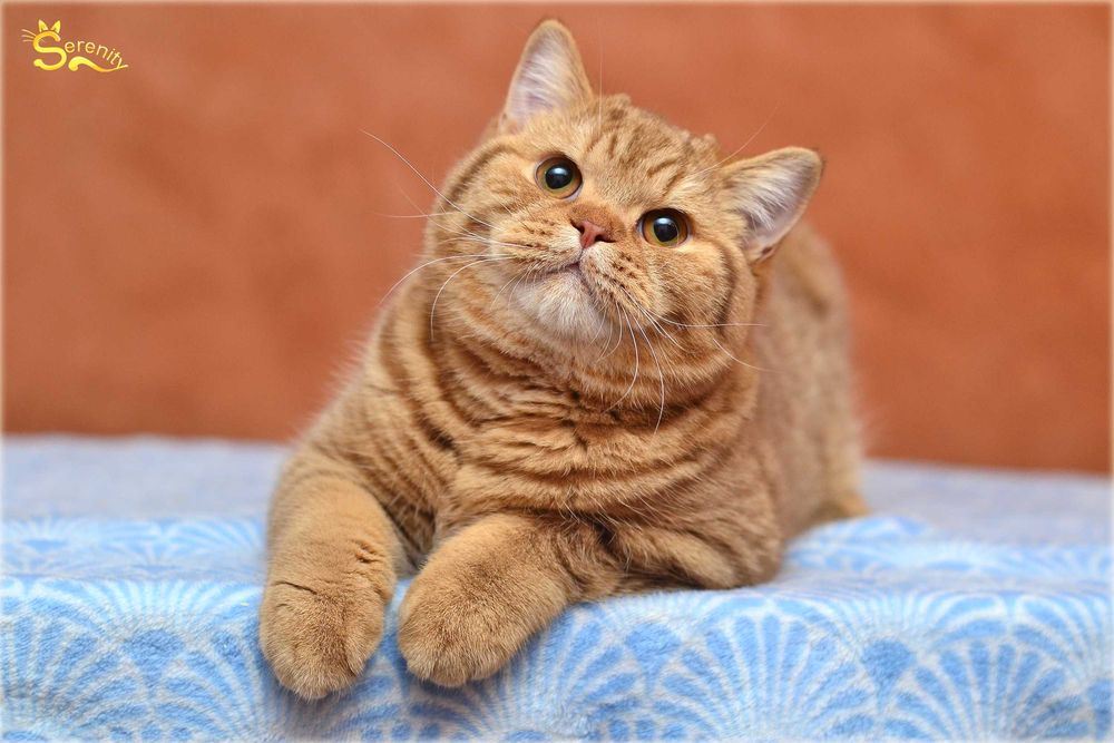Молодий британський кіт циннамон таббі