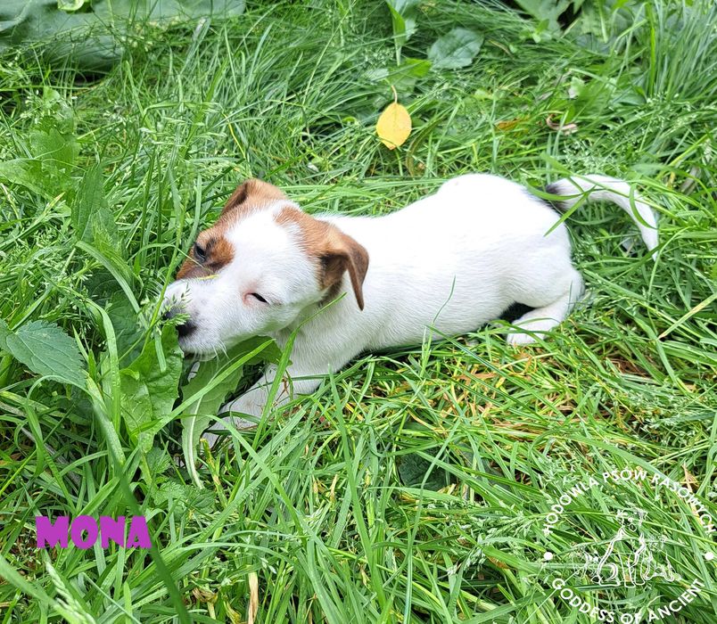 Jack Russell Terrier suczka rodowód
