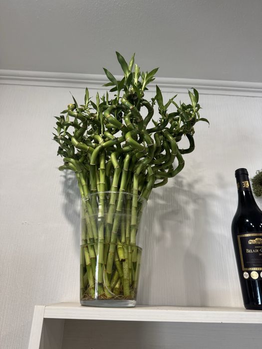 Продается драцена сандера бамбук