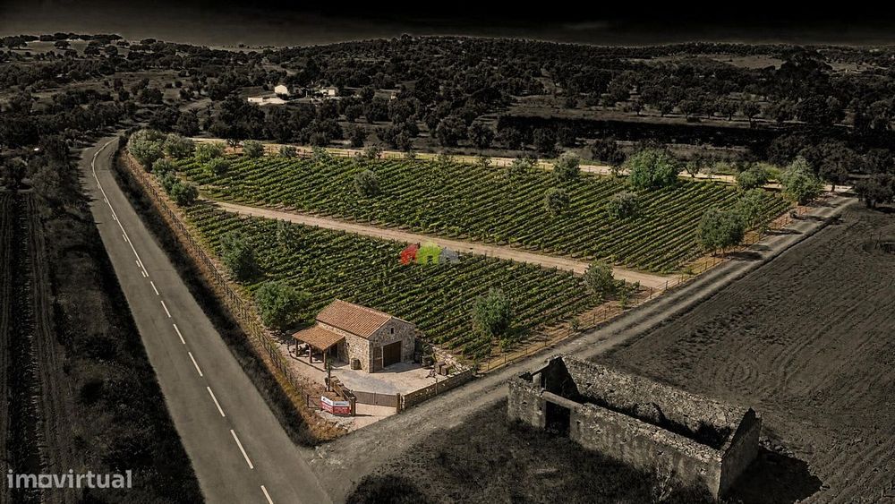 Terreno de 0,5ha com Olival e Potencial Turístico – Vila Alva