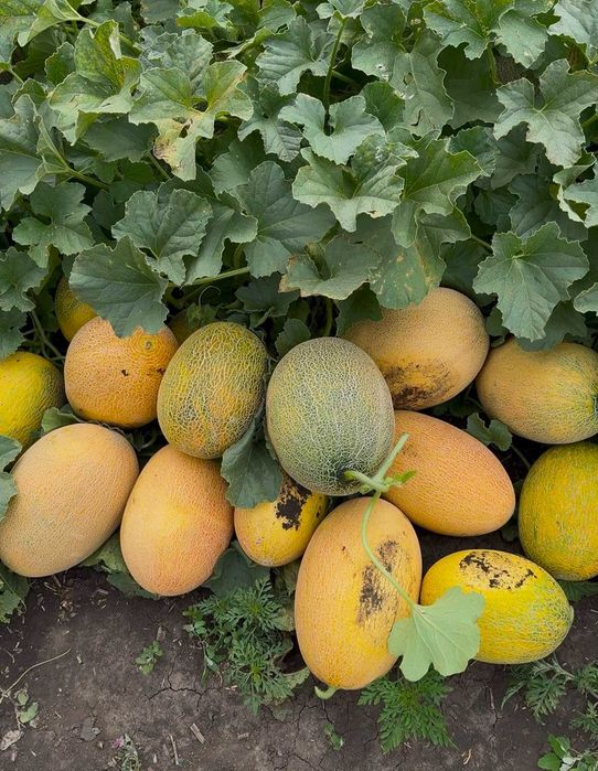 Продам диню Нево та Мазін оптом