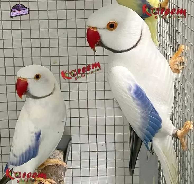 Vendo canários amarelo intenso a cantar