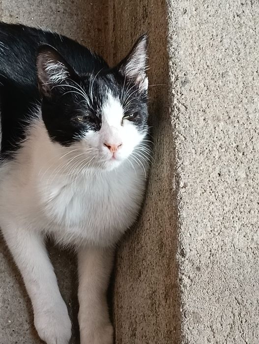 gato jovem para adoção responsável