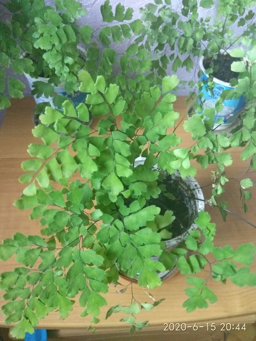 Папоротник Адіантум  Венерине волосся