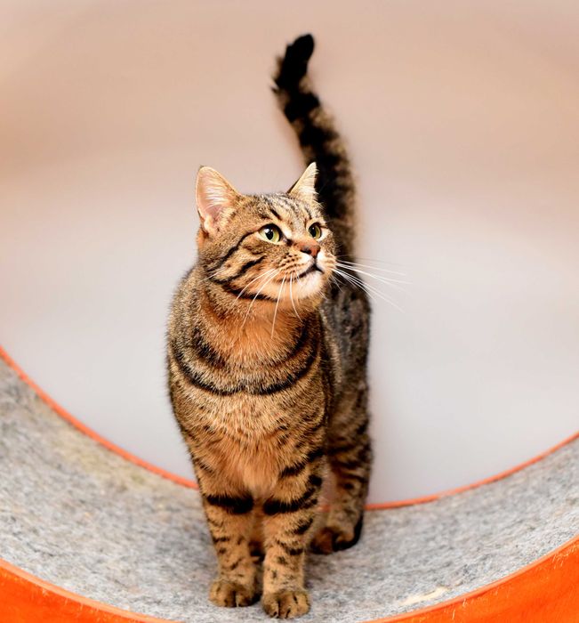 Шикарный кот Джек ищет свою семью