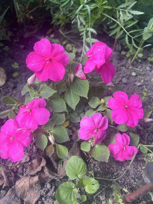 Кімнатні квіти для душі