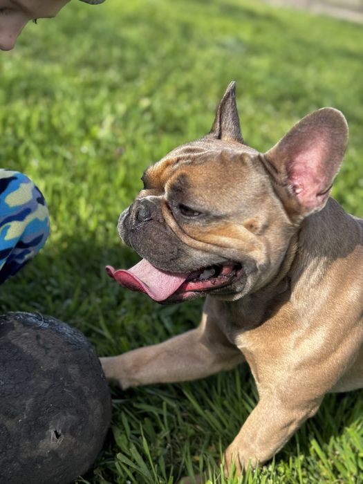 Вязка. Французский бульдог