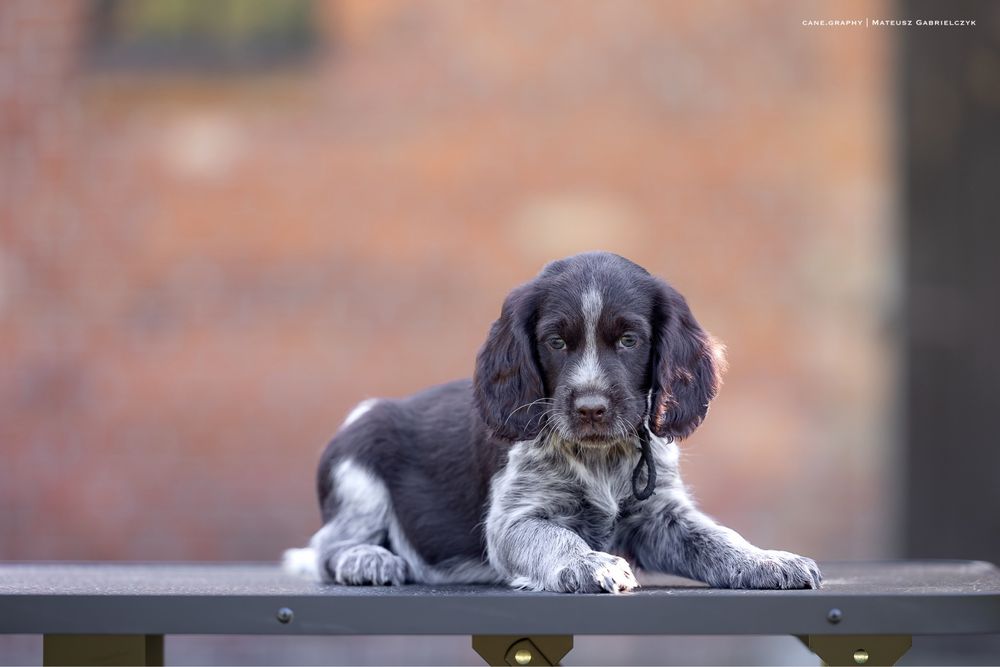 Polski Spaniel Myśliwski - szczeniak (Zkwp)
