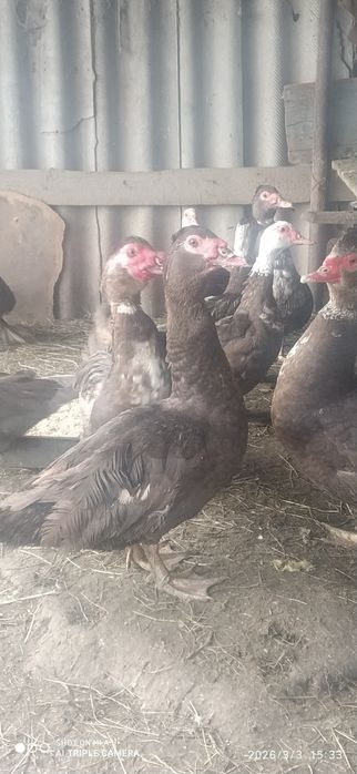 Качки Шипуни продам