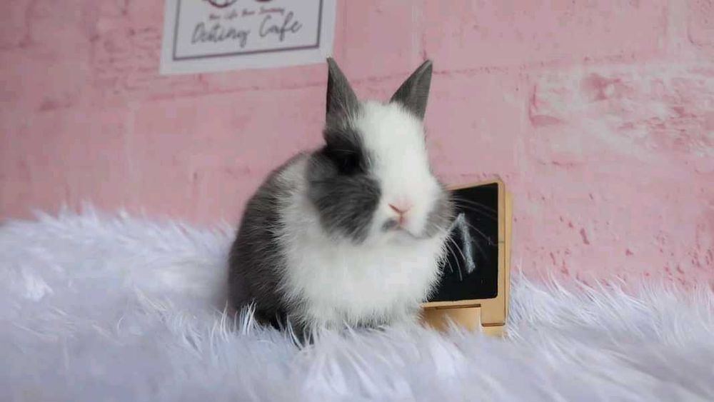 Coelhos anões mini hôlandes, toy, teddy, lean head, KIT Completo