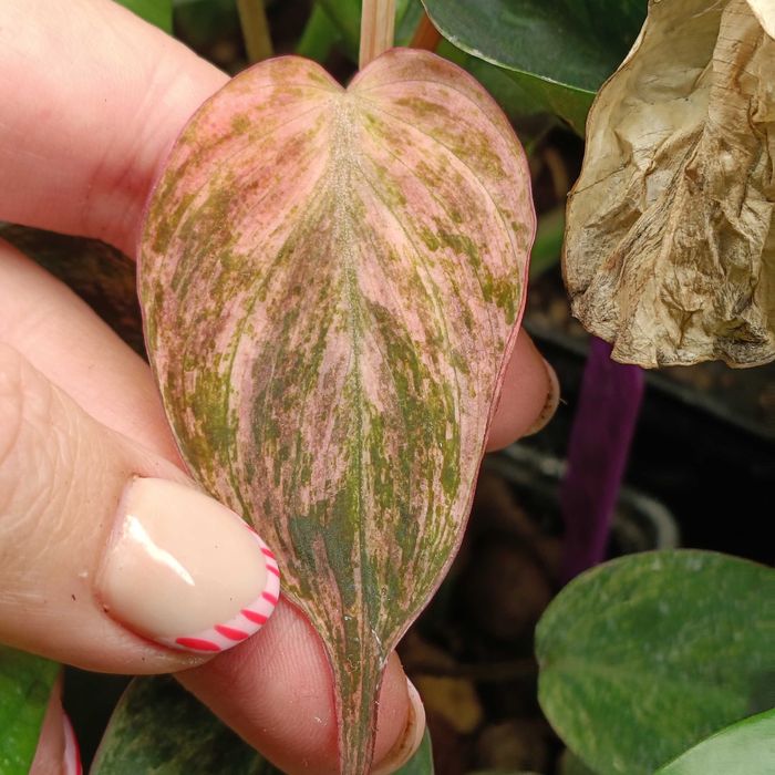 philodendron miscant variegata-ciety szczyt