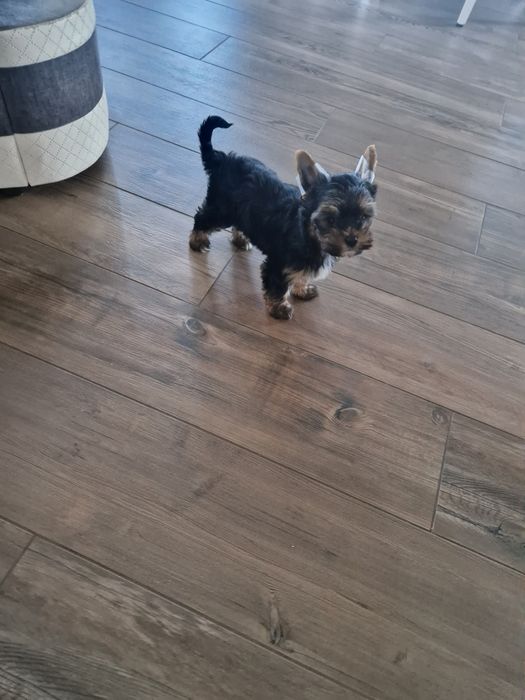 Yorkshire Terrier Piesek Gotowy do Odbioru