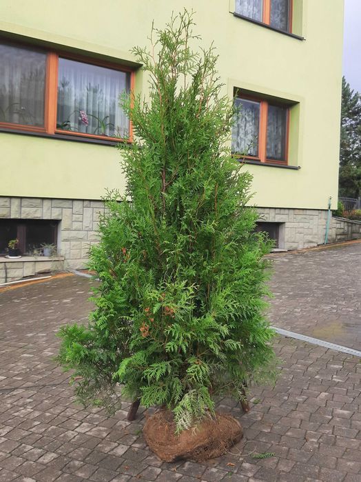 Tuja Szmaragd, Brabant, Blue Arrow! Transport i Sadzenie! Do 250 cm!