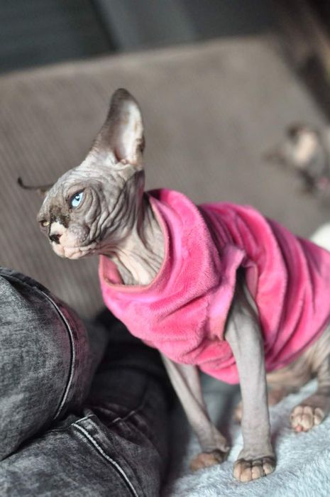 sfinks odd Eyed 63 kotka