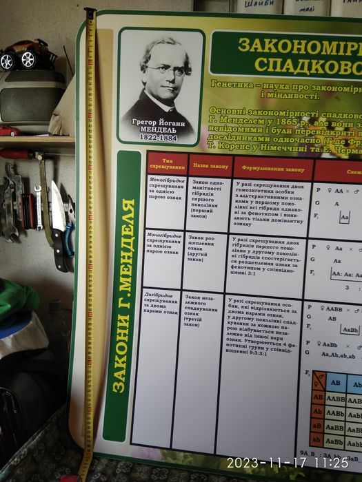 Стенд у кабінет біології Закони Менделя