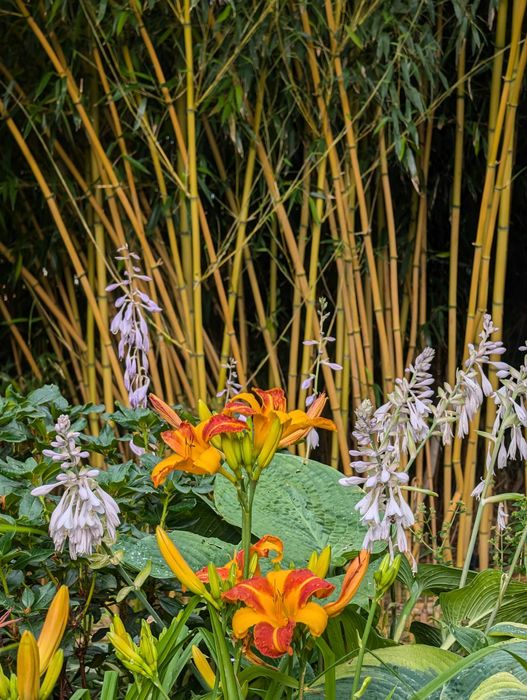 Bambus mrozoodporny rózne gatunki profesjonalne doradztwo w uprawie