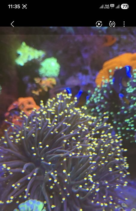 Euphyllia / Euphylia Glabrescens