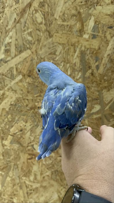 Aves para criar a mao e criadas a mao
