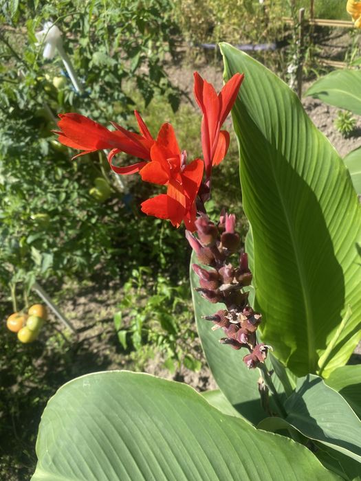 Кани клубні продам