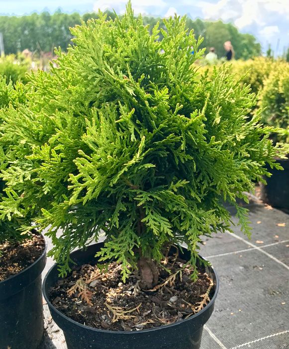 Tuja Danica , Mirjam , Horseri, Szmaragd, Brabant, Tuja książkowa