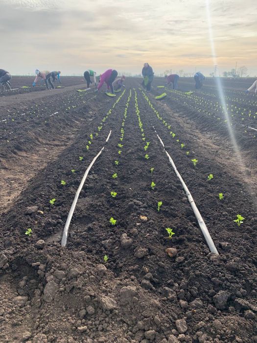 Вирощування любоі розсади на замовлення Выращивание рассады на заказ