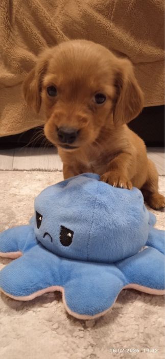 Цуценята такси, дівчатка  —  народилися на Новий рік ! (3 дівчинки)