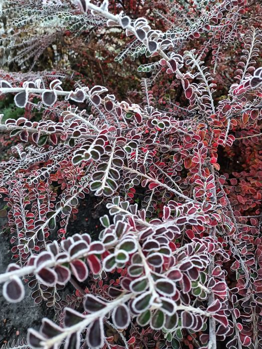 Продам вейгелу і декоративні кущі